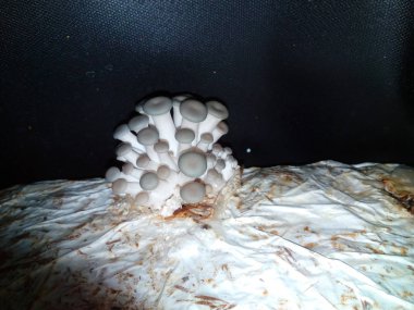 Küçük mantarbüyümeye başlayan istiridye mantar ıstakoz yetiştirme kiti