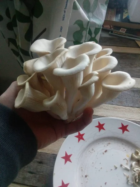 Свіжі зібрані устричні гриби з устричного грибного набору — стокове фото