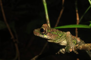 Osteocephalus cinsinin kahverengi ve yeşil ağaç kurbağasının küçük bir dalüzerinde bir yan bakışı
