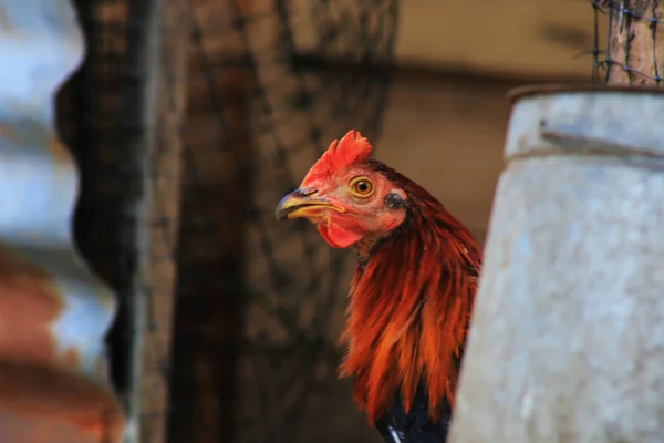 A rooster or hen showing up from behind a metal bucket