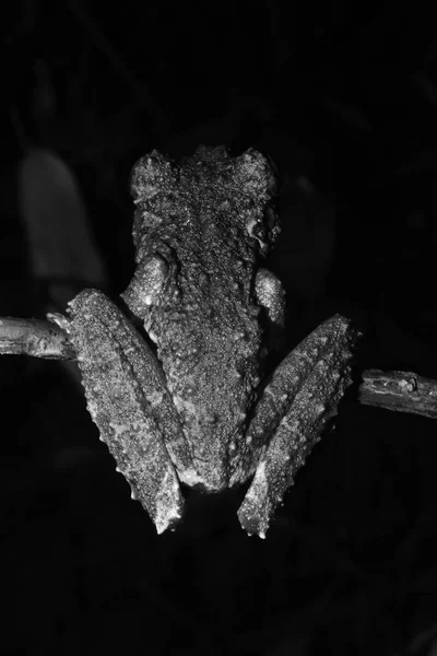 Bak i en brun och grön lövgroda av släktet, Osteocephalus, som mossa i svart och vitt — Stockfoto