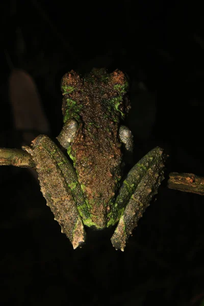 La parte posterior de una rana arbórea marrón y verde del género, Osteocephalus con que parece musgo —  Fotos de Stock