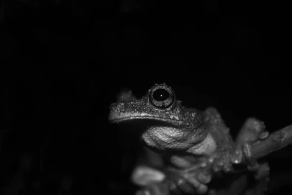 Un primer plano de un ojo grande marrón y negro, rana verde, Osteocephalus, en blanco y negro — Foto de Stock