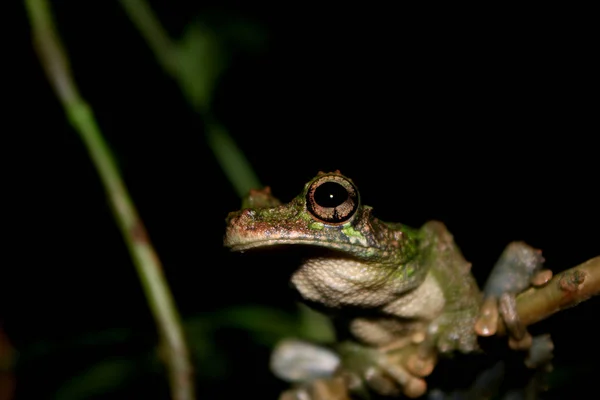 Een close-up van een bruine en zwarte grote oog en mond van een bruine en groene boomkikker, Osteocephalus — Stockfoto