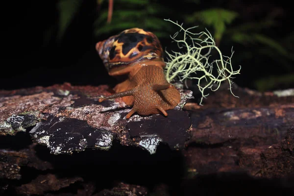 陆地蜗牛的头，利萨查蒂娜富利卡，与一个树干与一点青苔的安尼亚 — 图库照片