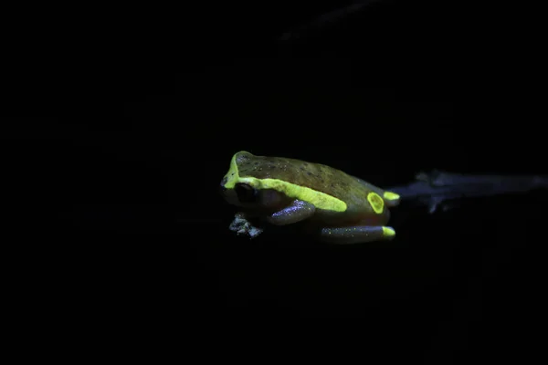 Dendropsophus bifurcus o rana arbórea amazónica superior, una rana amarilla fluoriscente en una rama en la noche —  Fotos de Stock