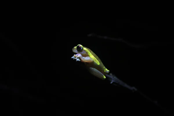 Dendropsophus bifurcus o rana arbórea amazónica superior, una rana amarilla fluoriscente en una rama en la noche — Foto de Stock