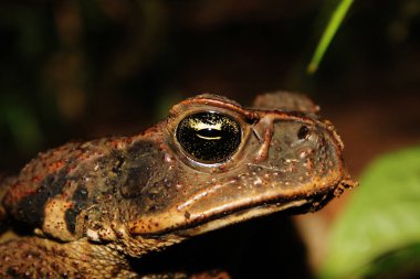 Close up of the head from a cane toad in south american rainforest, also a major threat in Australia clipart