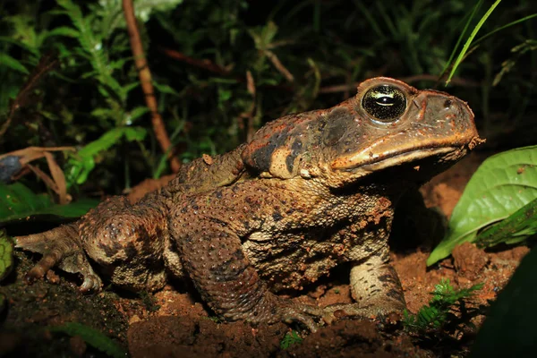 Güney Amerika yağmur ormanlarında görkemli veya seçkin baston kurbağa, Avustralya'da da büyük bir tehdit — Stok fotoğraf