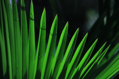 Bir daire içinde gidiyor yaprak yapısı gibi parlak yeşil kılıç