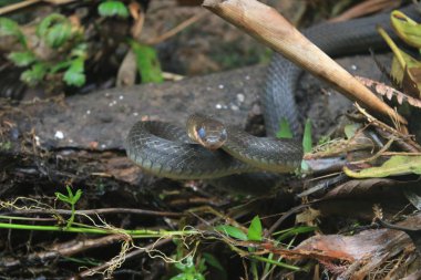 Yarışçı ailesinin bir yılan, mavi gözlü chironius çünkü saldırı için hazır deri dökmek gerekiyor