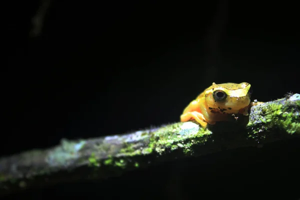 Rana amarilla brillante en una rama que parece enojada — Foto de Stock