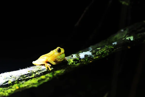 ケルサックがはっきりと見える明るい黄色のカエル — ストック写真