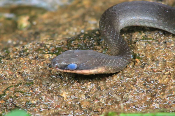 赛马家族的一条蛇，蓝眼睛的鸣叫，因为它需要脱落皮肤 — 图库照片
