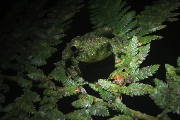 Una rana verde del género Osteoceophalus te guiña el ojo — Foto de Stock