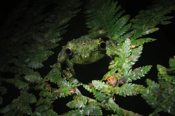 Una rana verde del género Osteoceophalus mirándote directamente —  Fotos de Stock