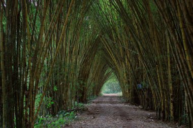 Büyük ve uzun boylu bambu bir ormanda yürümek