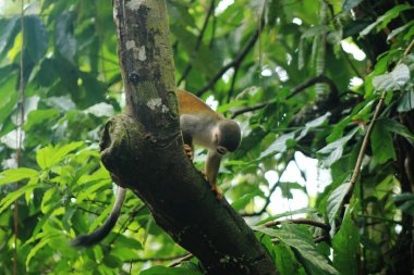 Cebuella pygmaea, parmak maymun veya dünyanın en küçük maymun Rainforest bir ağaca oturan