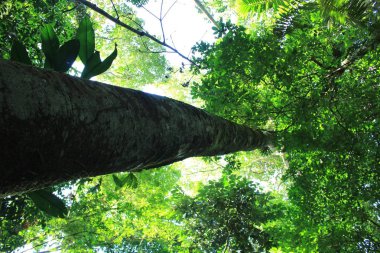 Büyük ve kalın bir ağaç yağmur ormanları büyük yüksekliklere uzanan