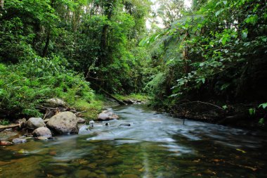 Yemyeşil yeşil bitki örtüsü ile kahverengi tropikal orman dere veya nehir