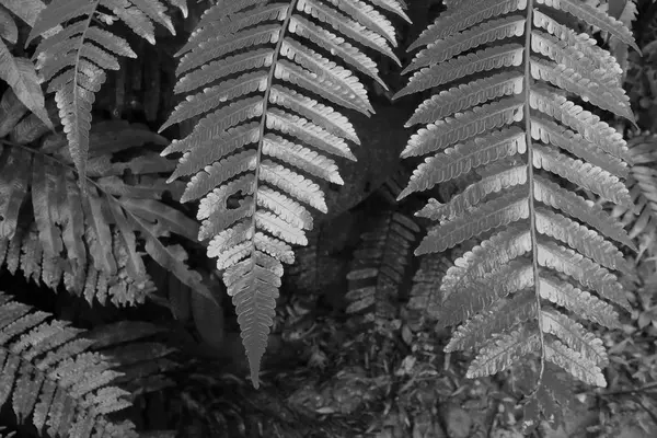 Three golden leaves of a fern in black and white — Stock Photo, Image