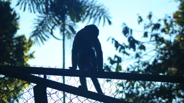 Macaco selvagem sentado em cima da antiga gaiola de vários macacos cativos — Fotografia de Stock