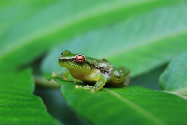 Una pequeña rana verde con ojos anaranjados brillantes que está sentada sobre una hoja verde brillante — Foto de Stock