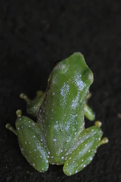 A parte de trás de uma pequena rã verde com pequenas manchas brancas — Fotografia de Stock