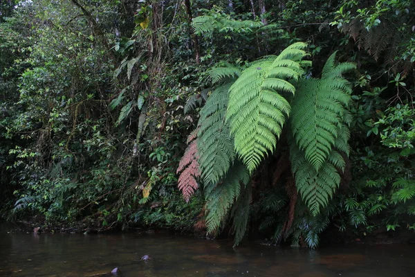 Diferentes colores de helechos enormes junto a un río en la selva tropical — Foto de Stock