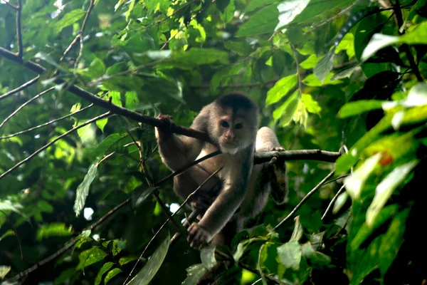 Mono capuchino salvaje, cebus albifrons, relajándose entre hojas en la selva o selva tropical — Foto de Stock