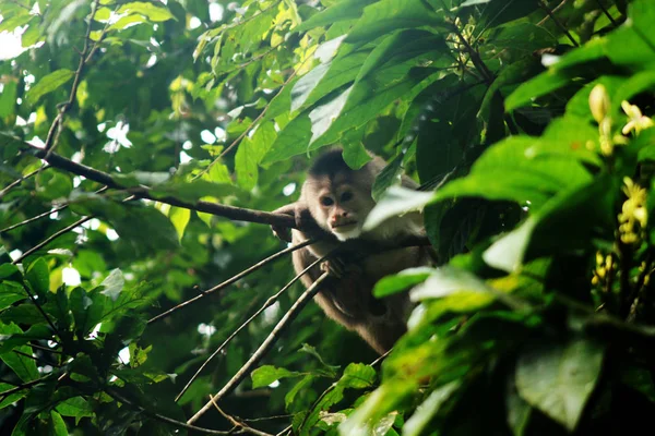Дикая обезьяна апуцин, себус альбифроны, прячущиеся между листьями и глядя на нас — стоковое фото