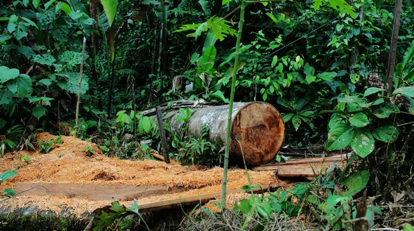 Deforestation: Lots of sawdust and a large tree cut down laying in lush jungle or tropical forest — Stock Photo, Image