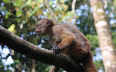 Capuchin maymun, CEBUS albifrons tropikal yağmur ormanları büyük bir şube üzerinde oturuyor