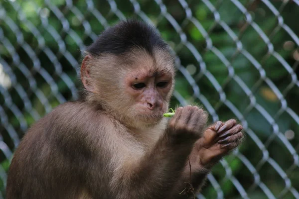 Сіра мавпа капуцинів, альбіфунти їдять коника — стокове фото