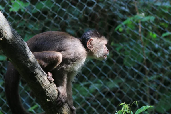 Un mono capuchino gris, cebus albifrons sentado en una rama mirando enojado — Foto de Stock