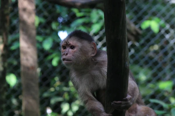 Un mono capuchino gris, cebus albifrons mirando sorprendido — Foto de Stock