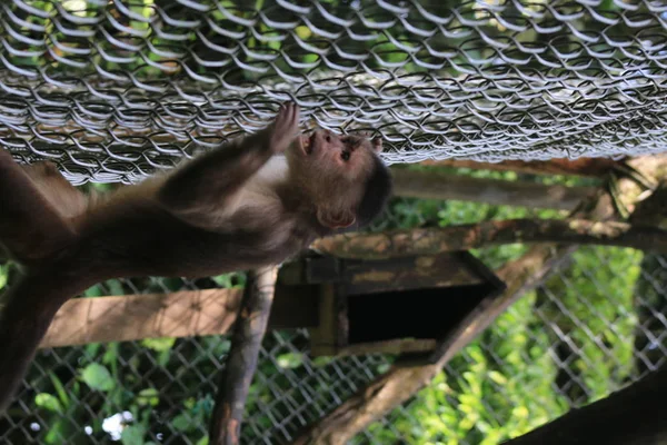 Сіра мавпа з капуцину, альбіфунти, які екстрено слідують за чимось за межами клітки — стокове фото