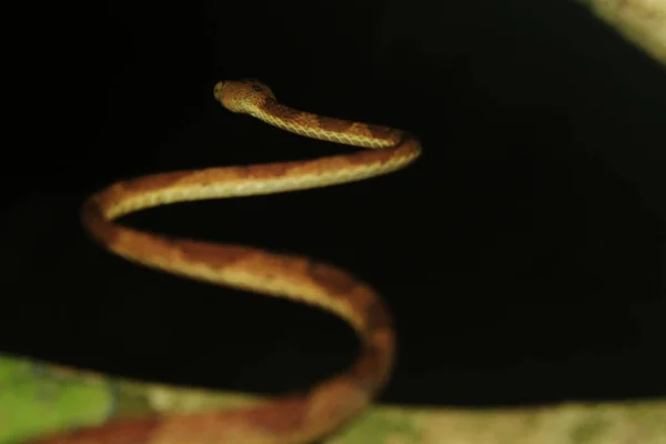 En trubbig hövdad orm, Imantodes lentiferus, med skiftande fokus mot huvudet — Stockfoto