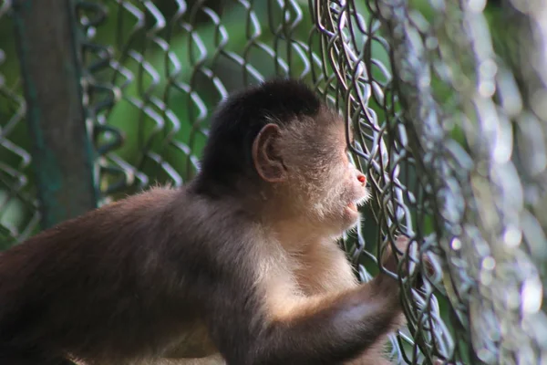 Un mono capuchino gris, cebus albifrons siguiendo exitosamente algo fuera de la jaula — Foto de Stock