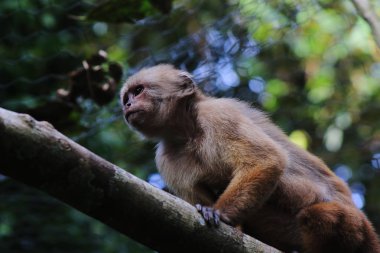capuchin monkey, cebus albifrons sitting on a large branch in tropical rainforest clipart