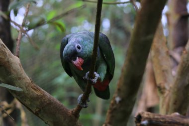 Mavi kafalı bir papağan fotoğraf makinesinde ilginç görünümlü