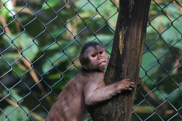 Un mono capuchino gris, cebus albifrons apretando una rama y rechinando sus dientes — Foto de Stock