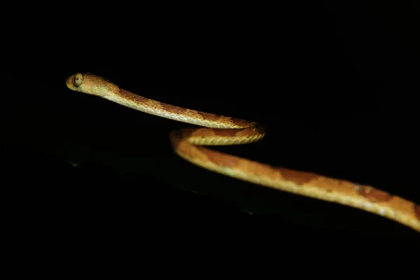 En trubbig hövdad orm, Imantodes lentiferus, en sidovy — Stockfoto