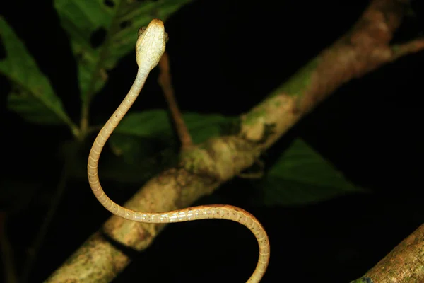 En trubbig hövdad orm, Imantodes lentiferus, översikt över fjällen på magen — Stockfoto