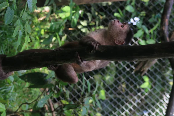 Un mono capuchino gris, cebus albifrons sentado en una rama — Foto de Stock