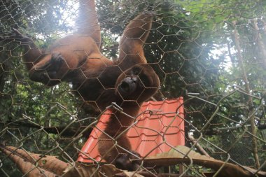 Bir yün maymun eskrim üzerinde asılı tutsak tutulur