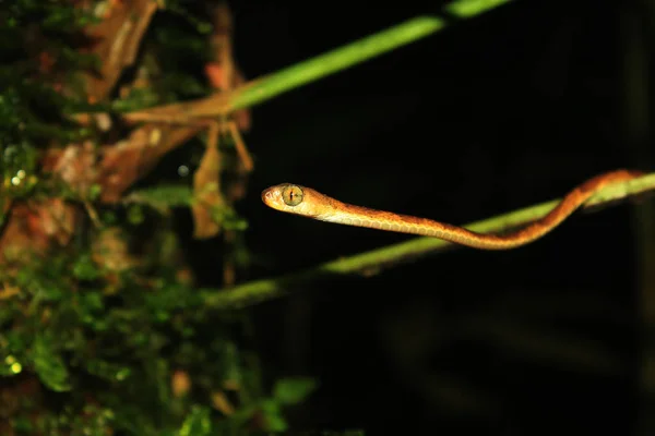 Den främre delen av en trubbig hövdad orm, Imantodes lentiferus, med en mycket stor öga — Stockfoto