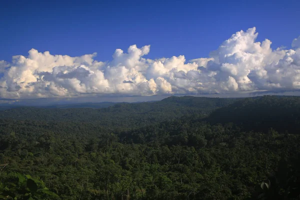 Tropischer Regenwald so weit das Auge reicht bei bewölktem Himmel — Stockfoto