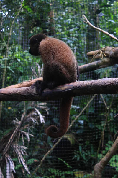 Um macaco lanoso juvenil em cativeiro sentado em um galho que shwooing a cauda enrolada tycical — Fotografia de Stock