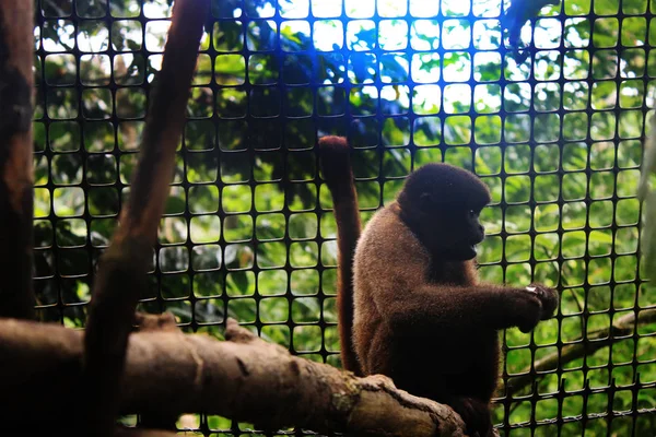 Un mono lanudo juvenil sentado al lado de la esgrima — Foto de Stock
